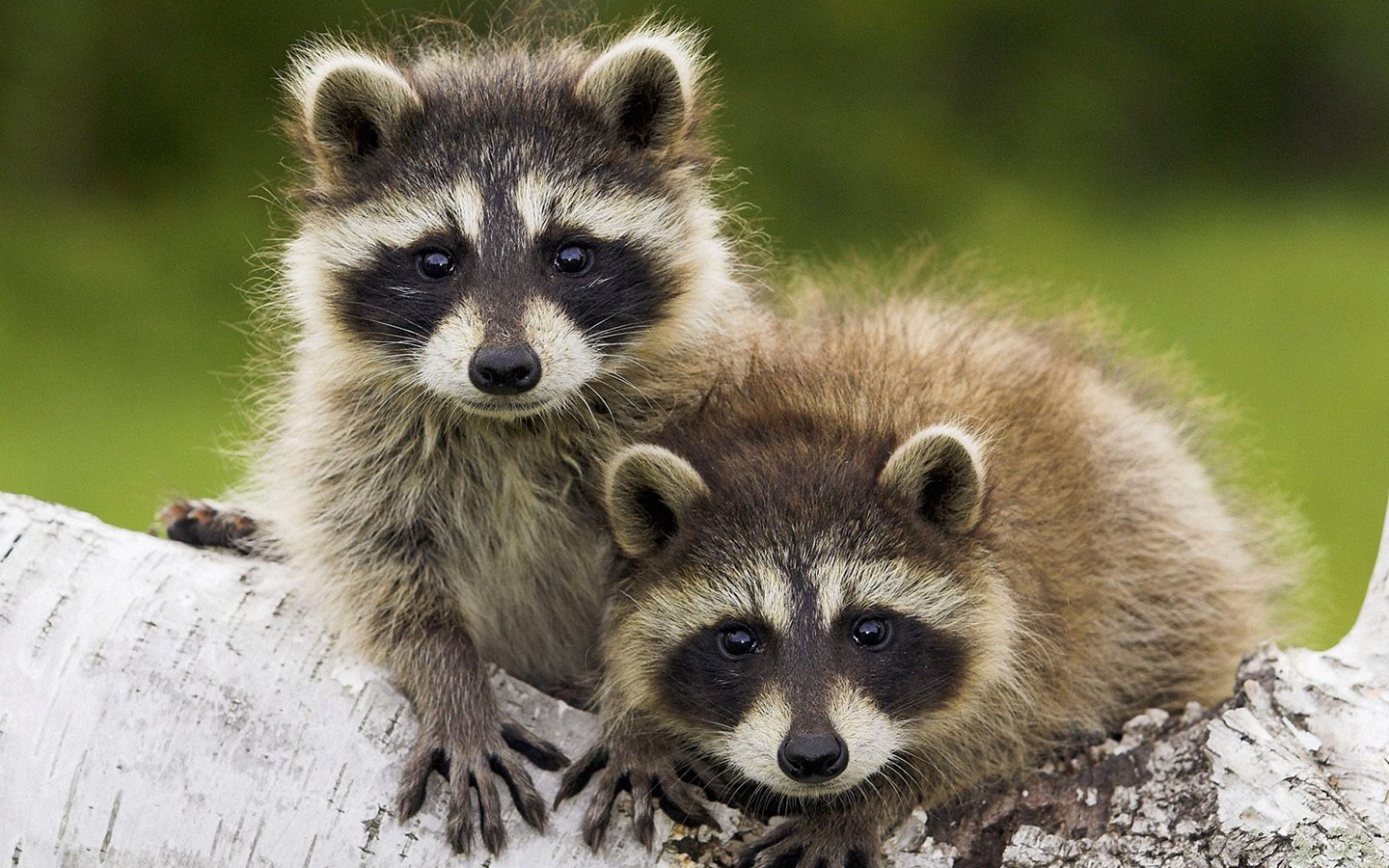 raccoon free